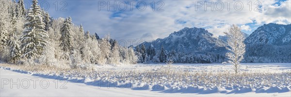 Schwansee in winter, behind it Neuschwanstein Castle and the Tegelberg, 1720m, near Hohenschwangau, Romantic Road, Ostallgaeu, Bavaria, Germany, Europe