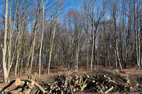 Wood clearing in the forest, forest dieback, storm damage, Lower Rhine, North Rhine-Westphalia, Germany, Europe