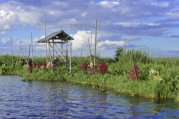 Idyllic lakeside landscape with a hut surrounded by reeds and flowers, Inle Lake, Myanmar, Asia