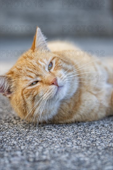 A red felidae (Felis Catus) lies relaxed on a grey floor and blinks