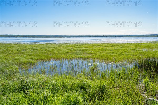View of a flooded wetland by a lake in spring with the horizon