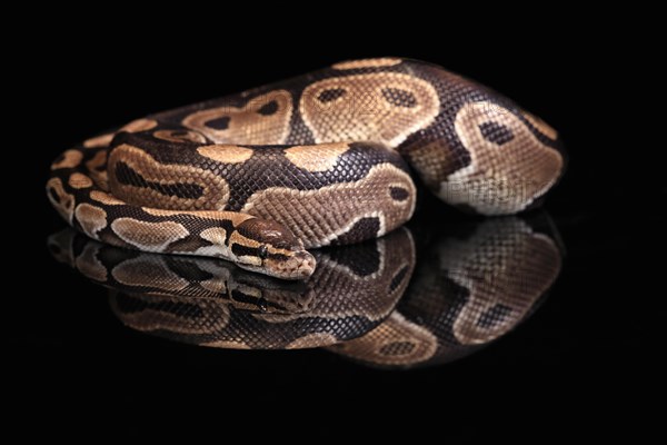 King python, (Python regius), adult, resting, captive, Central Africa, West Africa