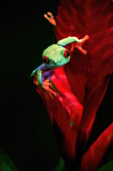 Red-eyed tree frog (Agalychnis callidryas), adult, on bromeliad, portrait, captive, Central America