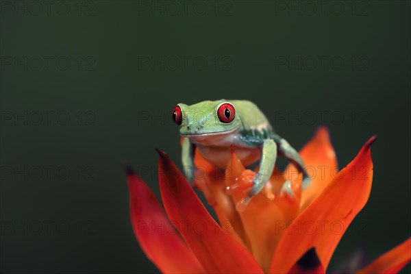 Red-eyed tree frog (Agalychnis callidryas), adult, on bromeliad, captive, Central America