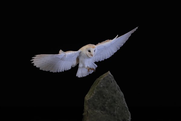 Barn owl, (Tyto alba), adult, flying, landing, on rocks, at night, Lowick, Northumberland, England, Great Britain