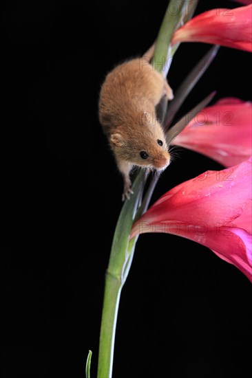 Eurasian harvest mouse (Micromys minutus), adult, on plant stem, flowering, foraging, at night, Scotland, Great Britain