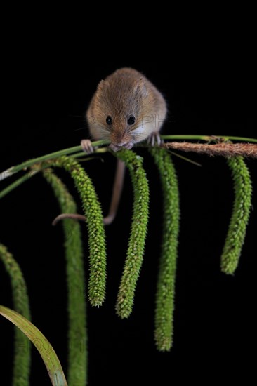 Eurasian harvest mouse (Micromys minutus), adult, on plant stalks, ears of corn, foraging, at night, Scotland, Great Britain