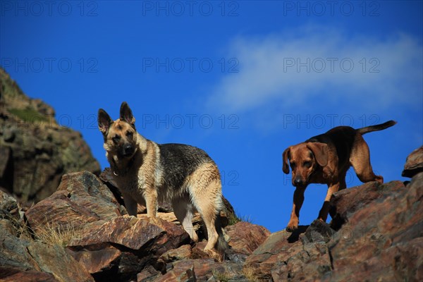 Two dogs, a German Shepherd and a brown dog, climbing rocky terrain, Amazing Dogs in the Nature
