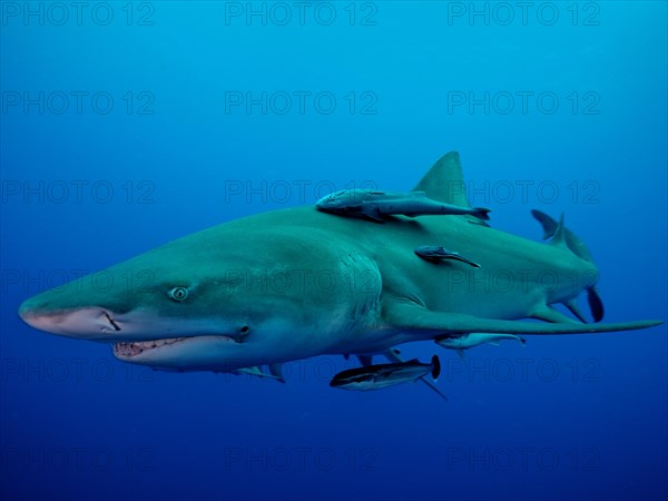 Lemon shark (Negaprion brevirostris) with a ship's keeper (Echeneidae) off Jupiter, Florida, USA, North America