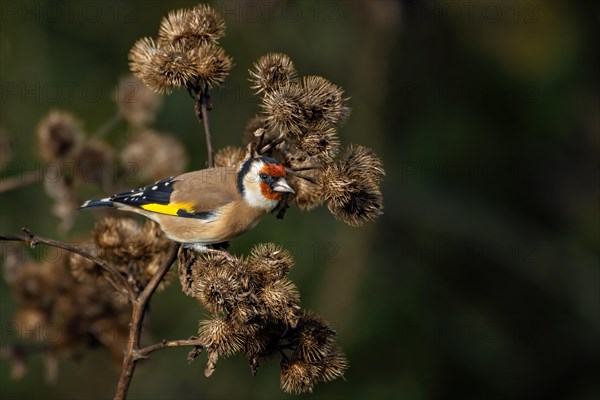 A colorful goldfinch bird perched on a brown thistle in a natural setting, Carduelis carduelis, Goldfinch, Wagbachniederung
