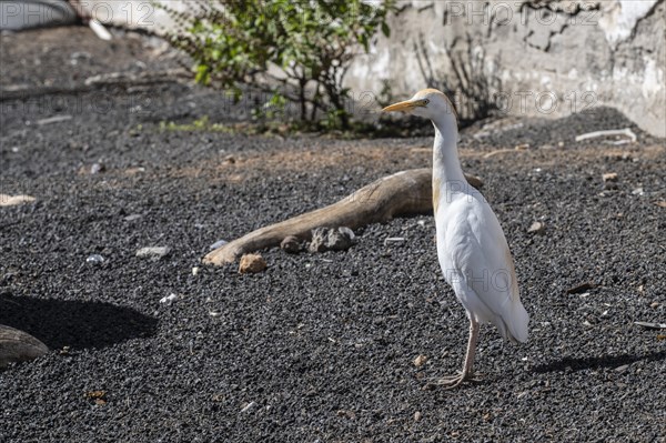 Cattle egret (Bubulcus ibis), Teguise, Lanzarote, Canary Islands, Spain, Europe