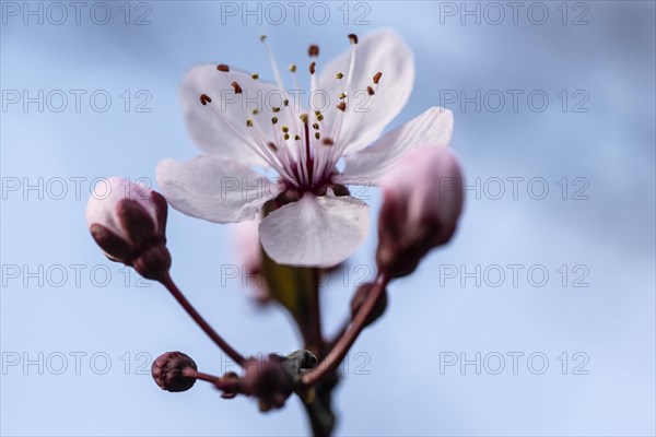 Myrobolane (Prunus cerasifera), blossom, Speyer, Rhineland-Palatinate, Germany, Europe