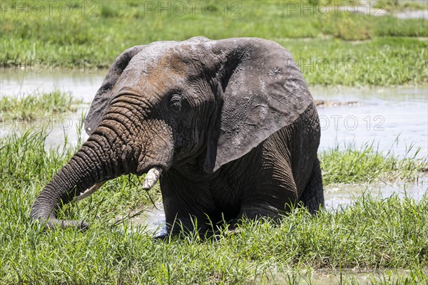 African elephant (Loxodonta africana), Madikwe Game Reserve, North West Province, South Africa, RSA, Africa