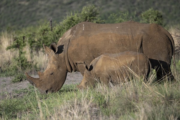 White rhinoceros (Ceratotherium simum) cow with baby, Madikwe Game Reserve, North West Province, South Africa, RSA, Africa