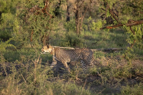 Cheetah (Acinonyx jubatus), Madikwe Game Reserve, North West Province, South Africa, RSA, Africa