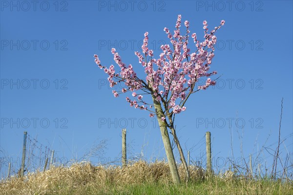 Flowering almond tree (Prunus dulcis) Almond blossom, blue sky, vineyard, Baden-Wuerttemberg, Germany, Europe