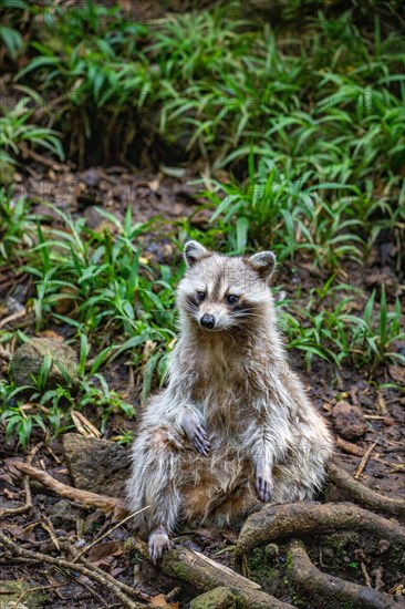 Raccoon in natural environment, close-up, portrait of the animal on Guadeloupe au Parc des Mamelles, in the Caribbean. French Antilles, France, Europe