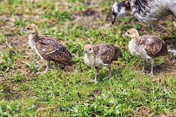 Peacock (Pavo cristatus), three chicks, young birds in a meadow, Wales, Great Britain