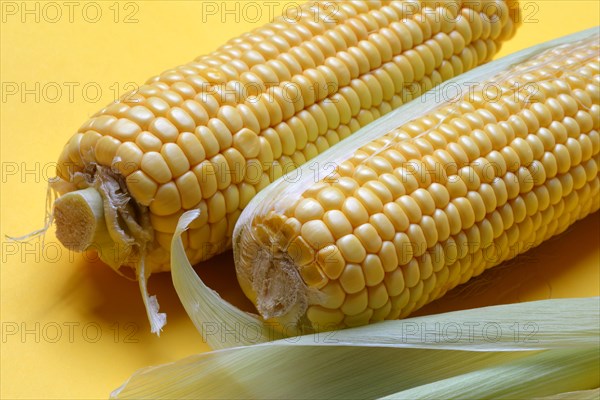Corn cobs with yellow background, corn (Zea mays)
