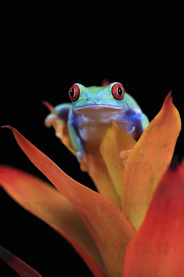 Red-eyed tree frog (Agalychnis callidryas), adult, on bromeliad, captive, Central America