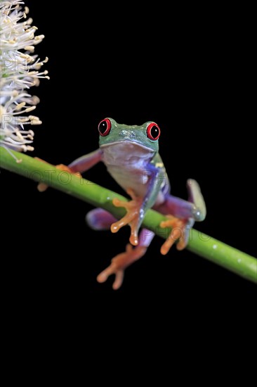 Red-eyed tree frog (Agalychnis callidryas), adult, on green stem, Aeonium, captive, Central America