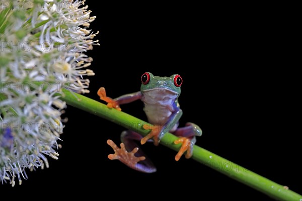 Red-eyed tree frog (Agalychnis callidryas), adult, on green stem, Aeonium, captive, Central America