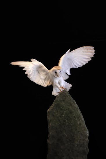 Barn owl, (Tyto alba), adult, flying, landing, on rocks, at night, Lowick, Northumberland, England, Great Britain