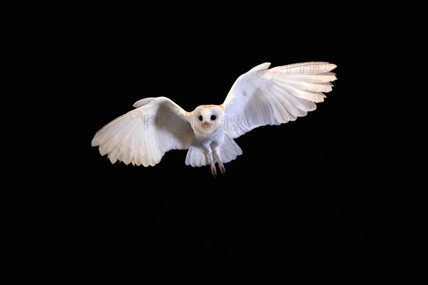 Barn Owl, (Tyto alba), adult, flying, at night, Lowick, Northumberland, England, Great Britain