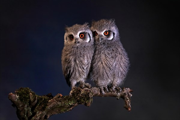 Southern white-faced owl (Ptilopsis granti), juvenile, two juveniles, siblings, at night, on guard, captive