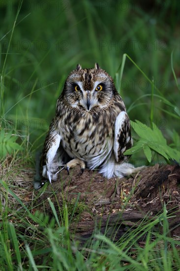 Short-eared owl (Asio flammeus), adult, on the ground, vigilant, Great Britain