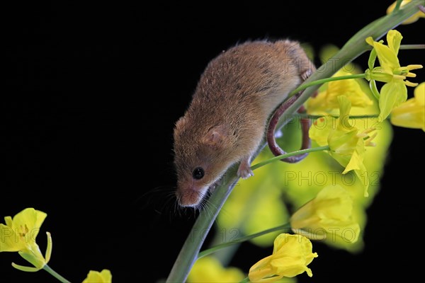 Eurasian harvest mouse (Micromys minutus), adult, on plant stem, flowering, foraging, at night, Scotland, Great Britain