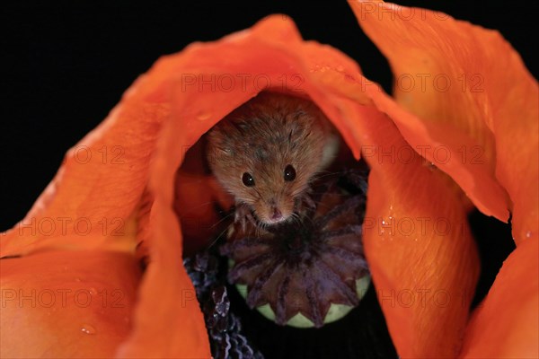 Common harvest mouse, (Micromys minutus), adult, on corn poppy, flower, foraging, at night, Scotland, Great Britain