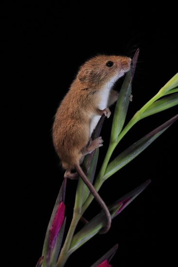 Eurasian harvest mouse (Micromys minutus), adult, on plant stem, flowering, foraging, at night, Scotland, Great Britain