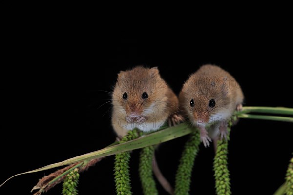 Eurasian harvest mouse (Micromys minutus), adult, two, pair, on plant stalks, spikes, foraging, at night, Scotland, Great Britain