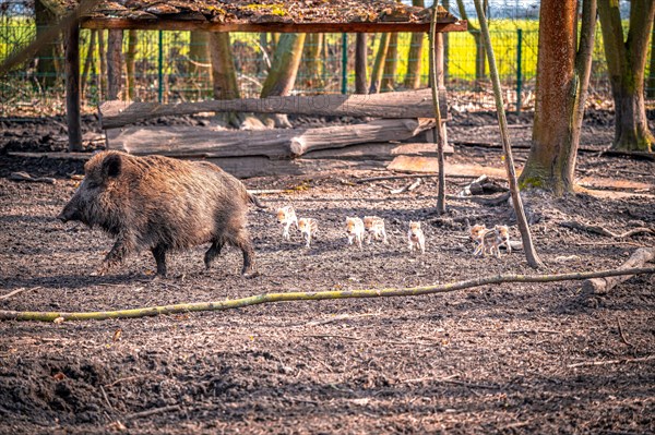 Wild boar (Sus scrofa) with her young in the forest, Leuna, Saxony-Anhalt, Germany, Europe