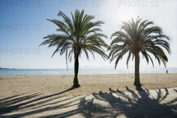 Beach with palm trees, Can Picafort, Bay of Alcudia, Majorca, Balearic Islands, Spain, Europe