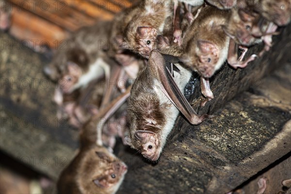 Common vampire bat (Desmodus rotundus) Pantanal Brazil