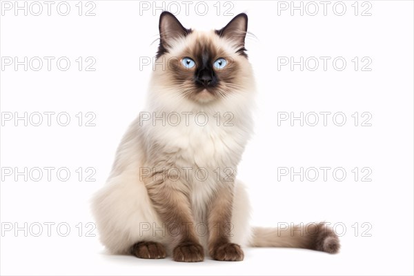 Portrait of Balinese Cat on white background. KI generiert, generiert AI generated