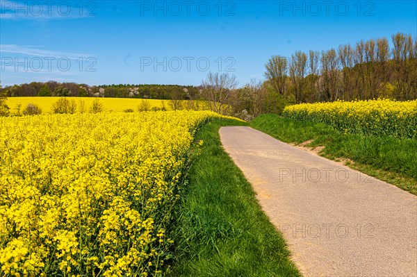 A country road leads through bright yellow rapeseed fields on a sunny day, rapeseed, Brassica napus, Vohwinkel, Wuppertal, Bergisches Land, North Rhine-Westphalia