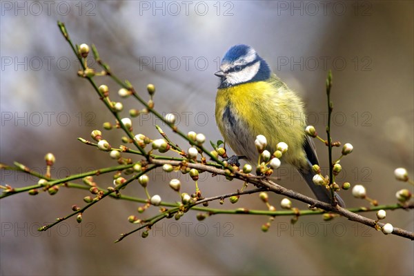 A blue tit perched on a branch with budding flowers in springtime, Cyanistes Caeruleus, Blue tit