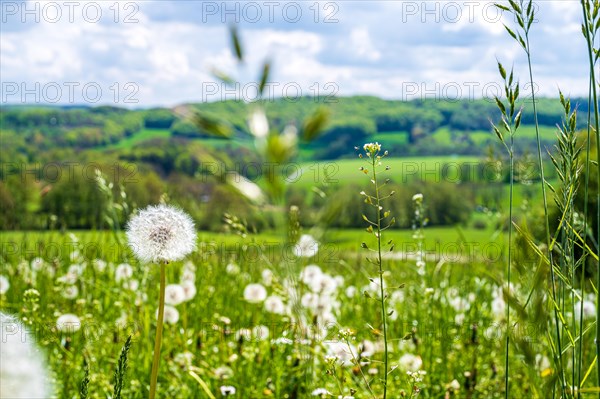 A dandelion seed head in focus with a blurred green meadow landscape in the background, dandelion, dandelion, Taraxacum sect. Ruderalia, Windrather Tal, Velbert-Langenberg, Mettmann, North Rhine-Westphalia