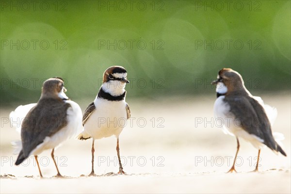 Slender-billed plover (Anarhynchus collaris) Pantanal Brazil