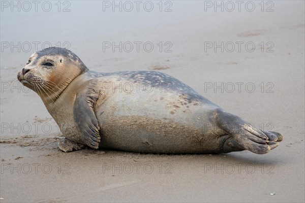 Side view of a resting seal on a sandy beach