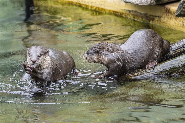 Dwarf otter, Asian oriental small-clawed otter (Aonyx cinerea), Heidelberg Zoo, Baden-Wuerttemberg, Germany, Europe