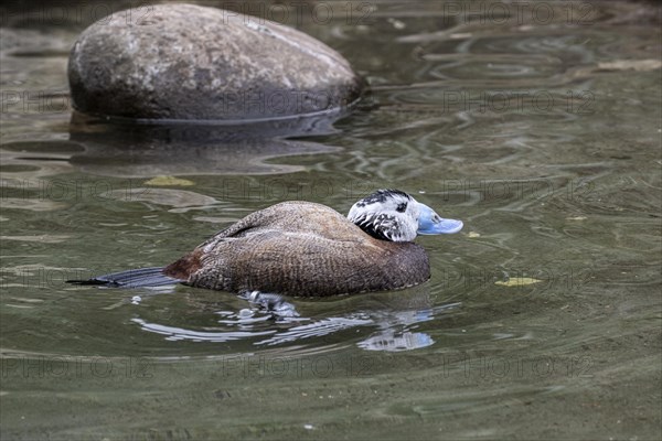 White-headed duck (Oxyura leucocephala), Heidelberg Zoo, Baden-Wuerttemberg, Germany, Europe