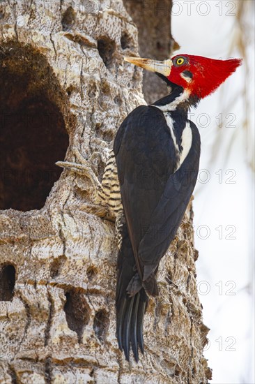 Crimson-crested woodpecker (Campephilus melanoleucos) Pantanal Brazil