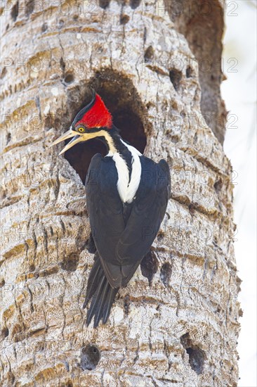 Crimson-crested woodpecker (Campephilus melanoleucos) Pantanal Brazil