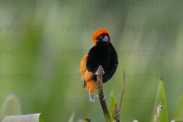 Southern red bishop (Euplectes orix), Irene, Gauteng, South Africa, Africa