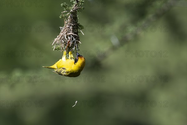 Southern masked weaver (Ploceus velatus), Madikwe Game Reserve, North West Province, South Africa, RSA, Africa