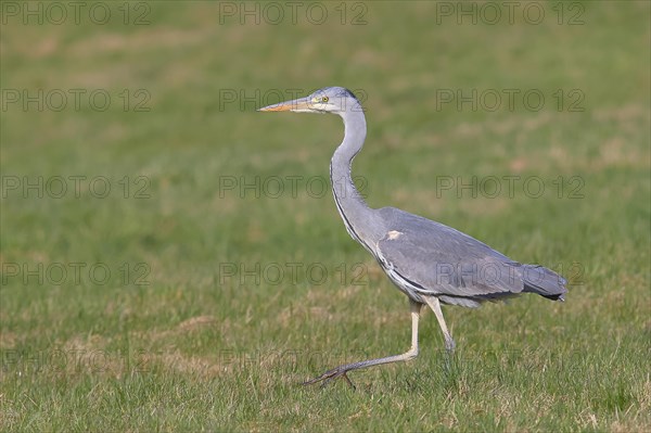 Grey heron (Ardea cinerea) striding across a meadow, Wildlife, Animals, Birds, Siegerland, North Rhine-Westphalia, Germany, Europe